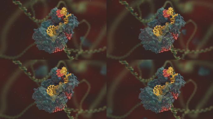 基因编辑 DNA 基因工程 遗传物质