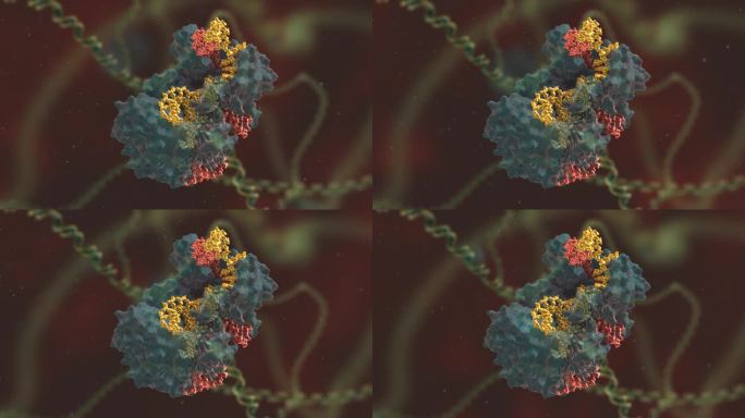 细胞 生物 基因编辑 DNA 基因工程