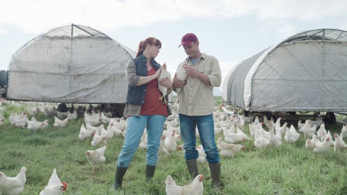 农场工人牵着小鸡在农村有谷仓的开阔草地上吃草。一对夫妇为自由放养有机家禽业在农业综合企业中饲养和繁殖