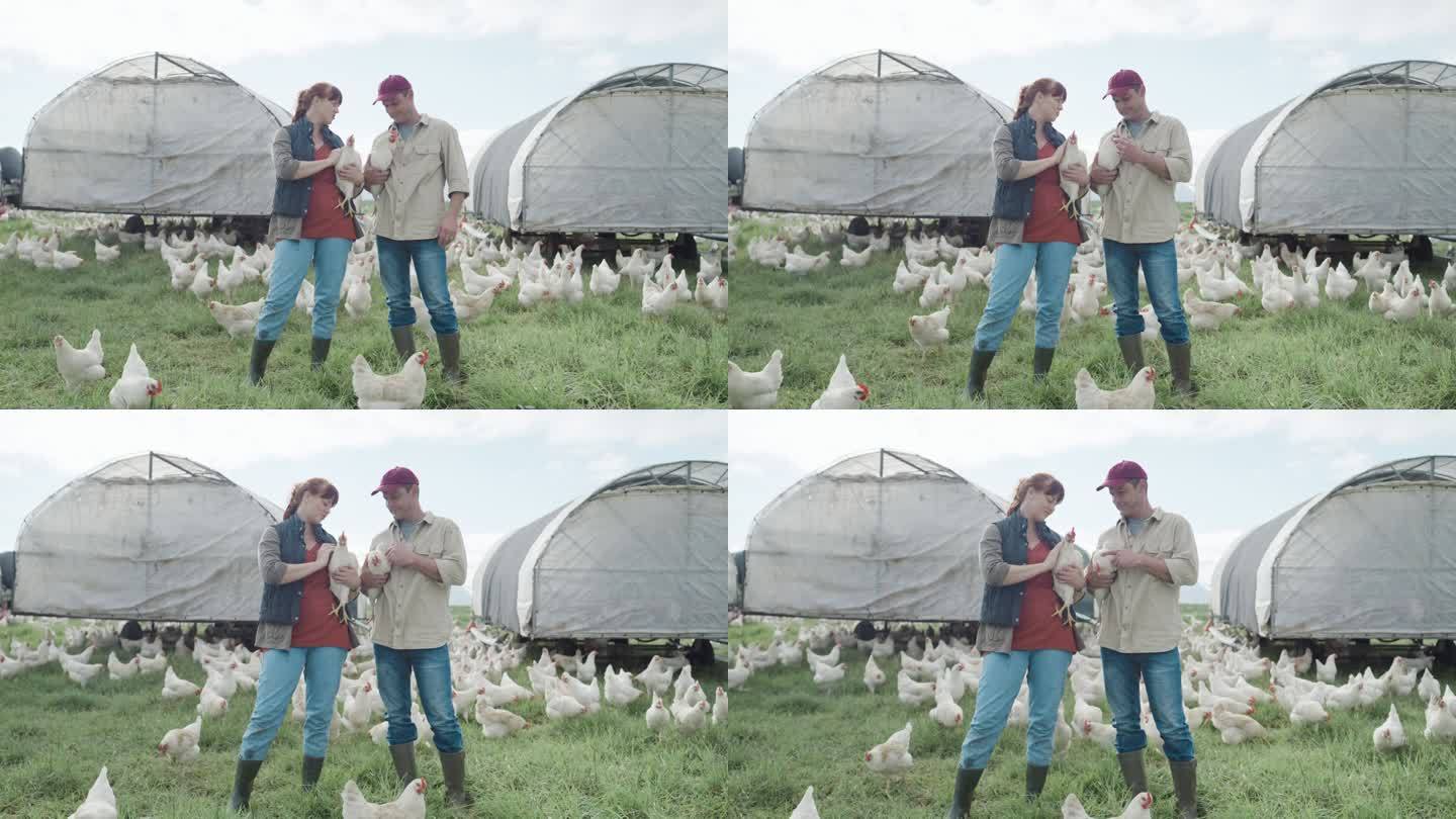 农场工人牵着小鸡在农村有谷仓的开阔草地上吃草。一对夫妇为自由放养有机家禽业在农业综合企业中饲养和繁殖