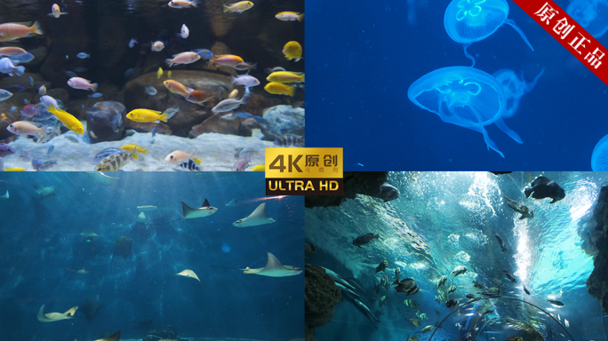 4K 原创拍摄可商用 水族馆 海底世界