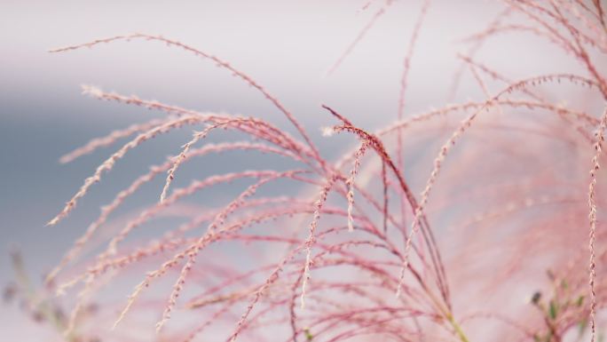 浪漫紫色的芦苇在秋天的风中随风飘荡