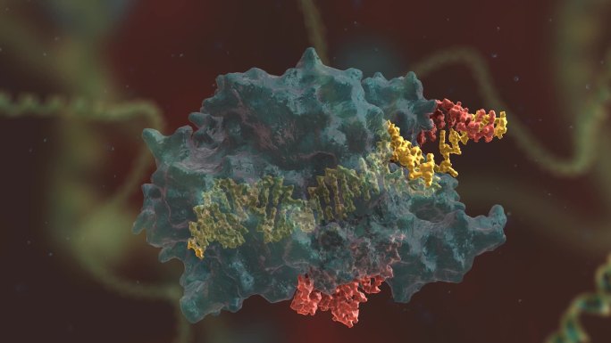 生物技术 基因编辑 DNA 基因工程