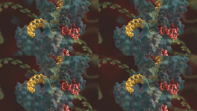 数字动画 基因编辑 DNA 基因工程