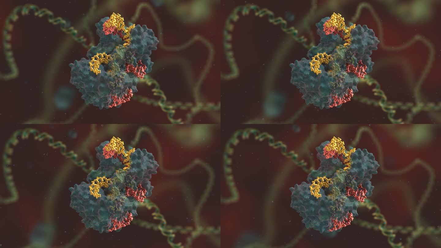 基因研究 基因编辑 DNA 基因工程