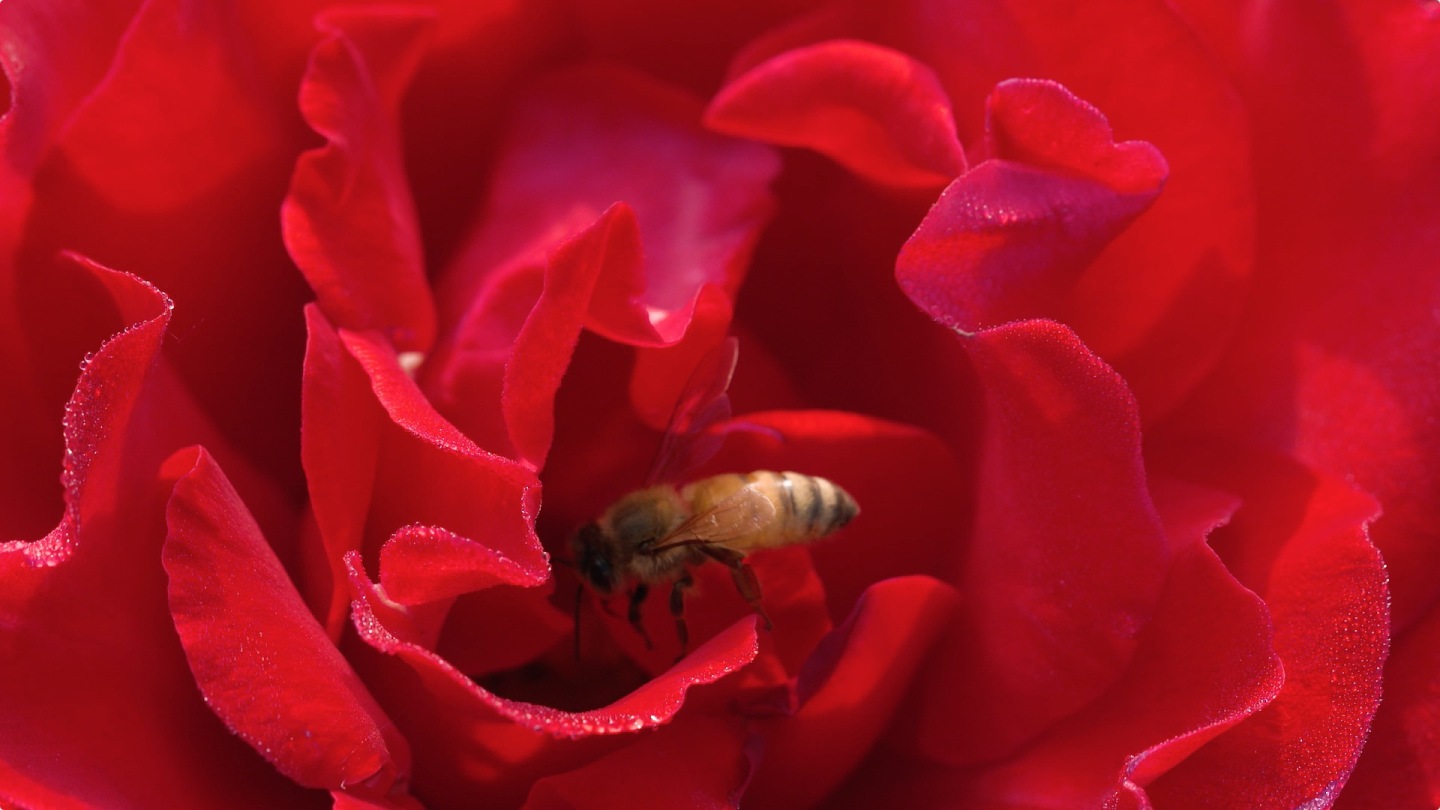 蜜蜂 蜜蜂采蜜特写 养蜂 花朵 蜂蜜