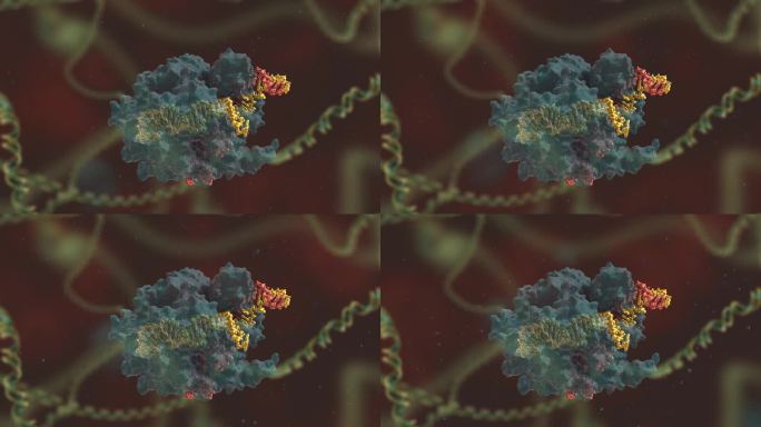 微生物学 基因编辑 DNA 基因工程