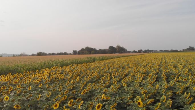 科罗拉多州西部一片充满美丽黄色向日葵的农田的无人机全景