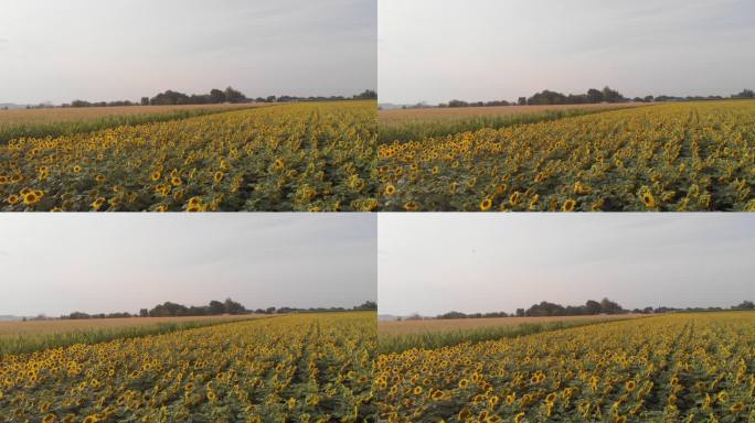 科罗拉多州西部一片充满美丽黄色向日葵的农田的无人机全景