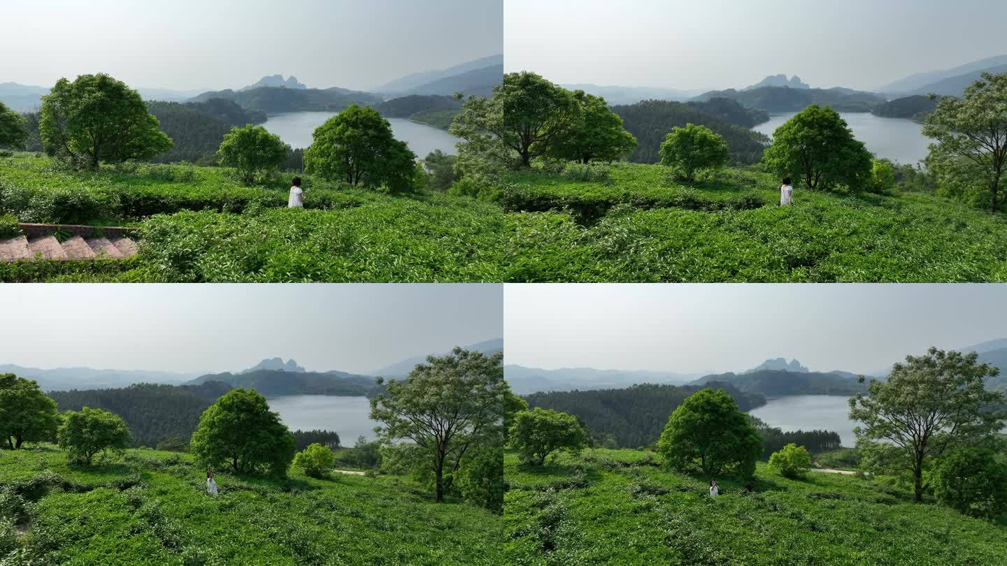 武鸣两江镇渌之水库茶山3