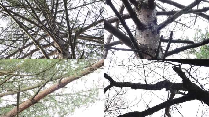 （4K）侏儒啄木鸟松树