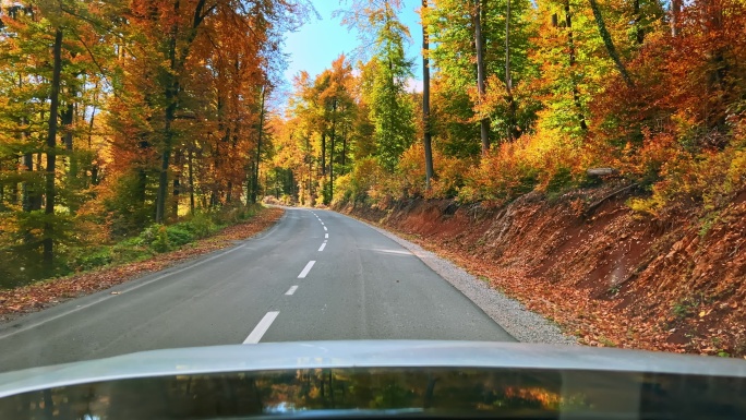 POV沿着森林在阳光明媚的道路上行驶