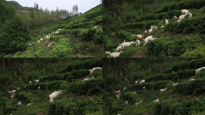 农村大山风景羊吃草