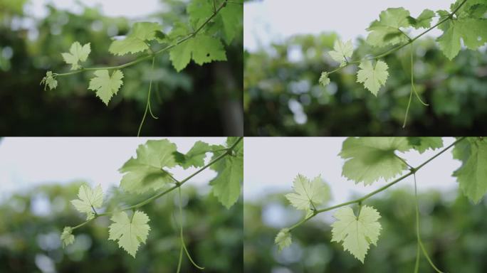 葡萄藤上嫩绿葡萄叶的特写镜头。