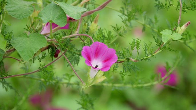 一只从牵牛花里爬出来的蜜蜂