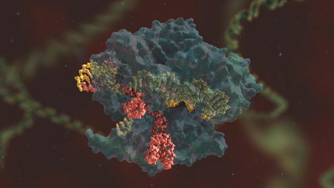 生物医学动画 基因编辑 DNA 基因工程