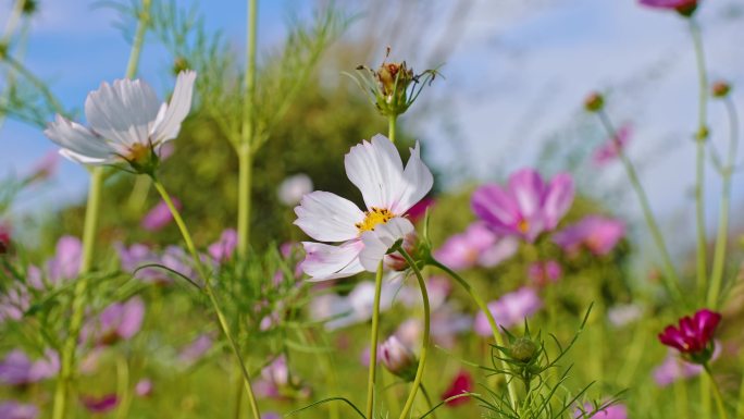 阳光微风花草 蜜蜂 唯美空镜头