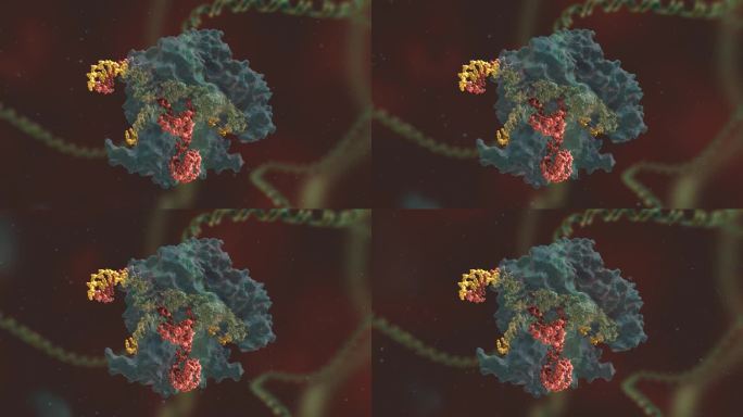 基因编辑 DNA 基因工程 医疗动画