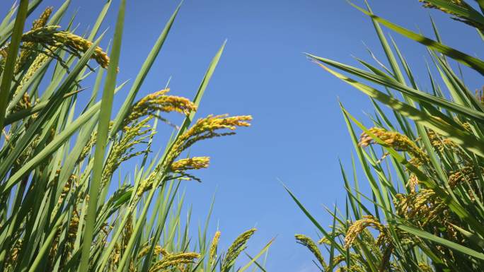 阳光下的成熟的稻田