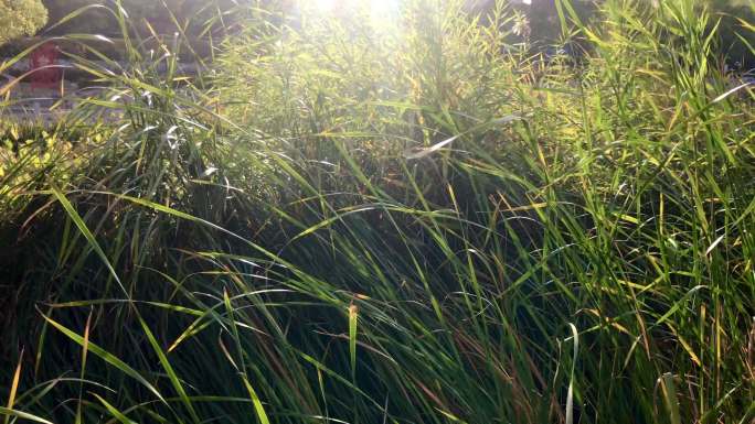 水草 缝隙 光线