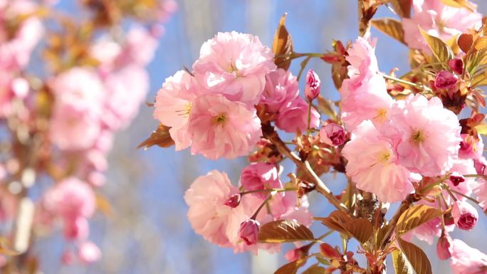 高清实拍樱花盛开素材2