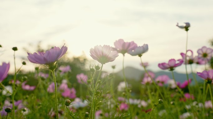 实拍春天夕阳微风花草 唯美空镜头