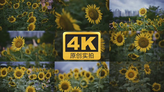 【4K原创实拍】向日葵