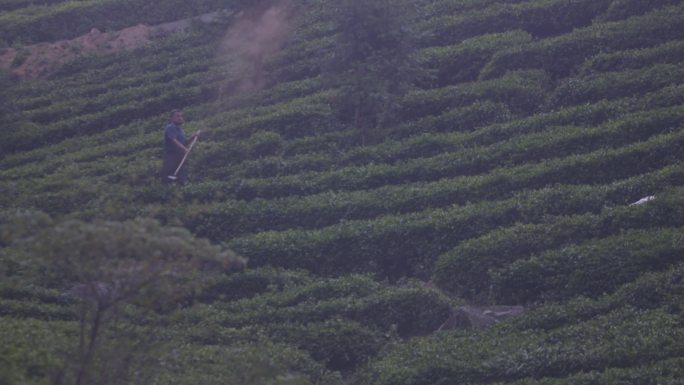 牧羊人赶羊下山