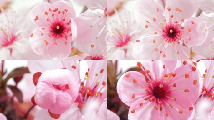 粉红色樱花盛开着水滴