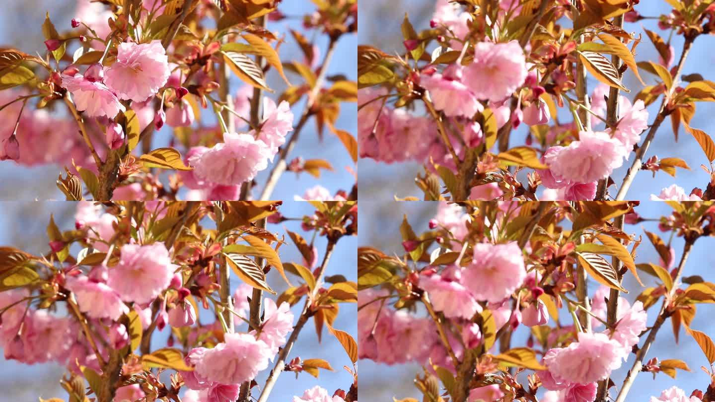 高清实拍樱花盛开素材3