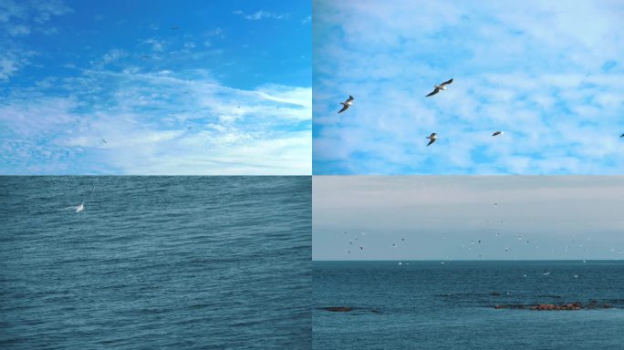 天空中飞翔的海鸥