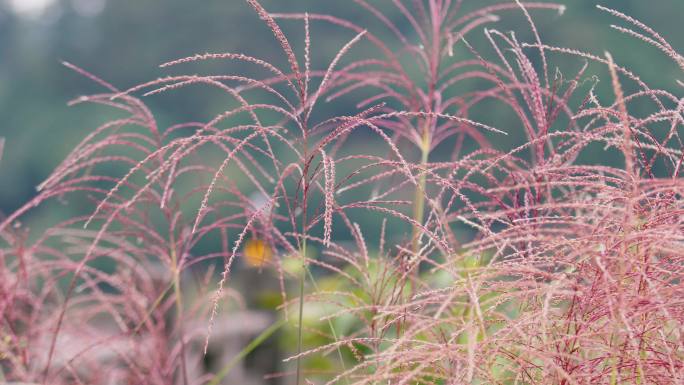 紫色的芦苇随风飘荡在秋季