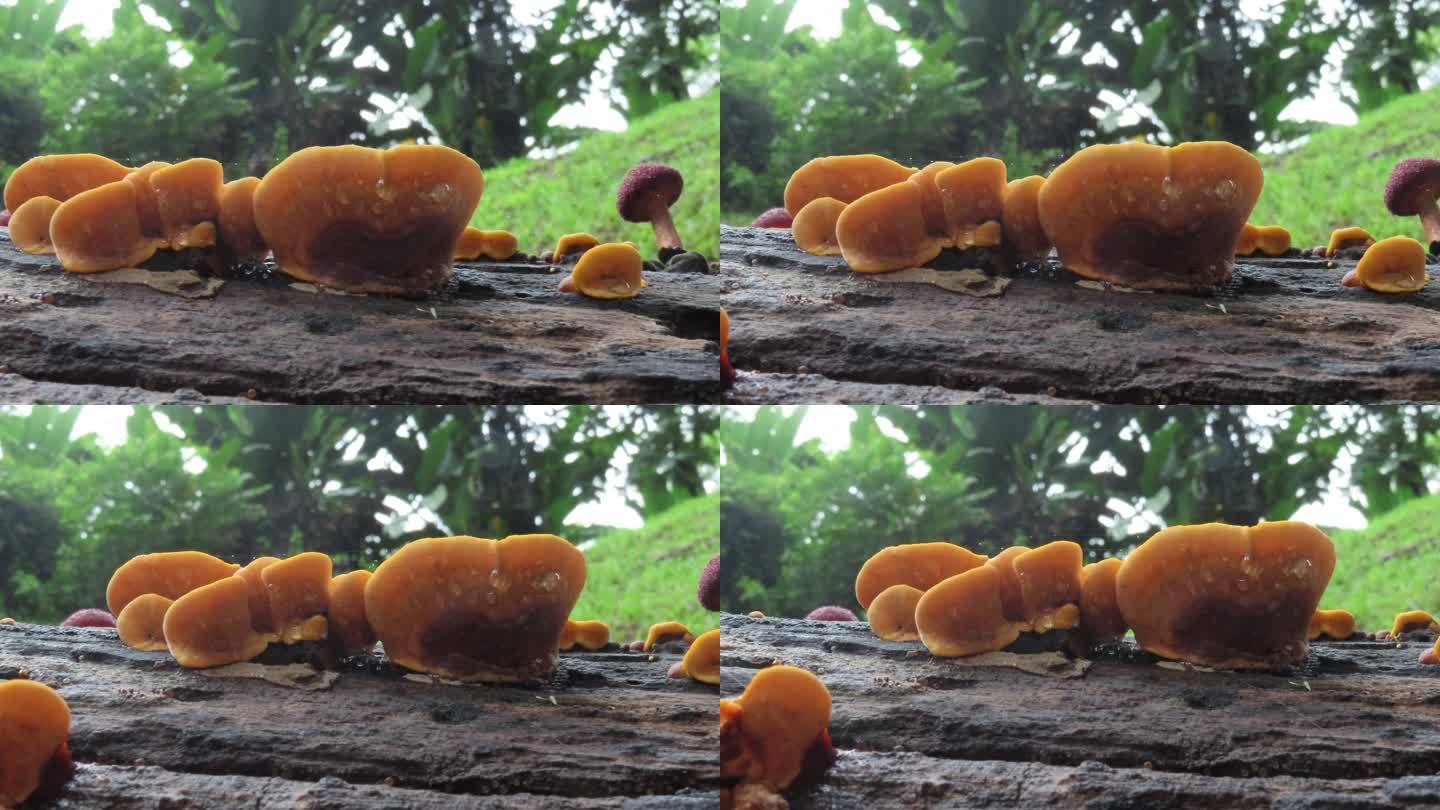旧原木上的蘑菇菌子菌类雨后森林