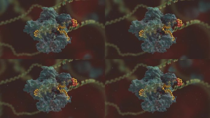 遗传研究 基因编辑 DNA 基因工程