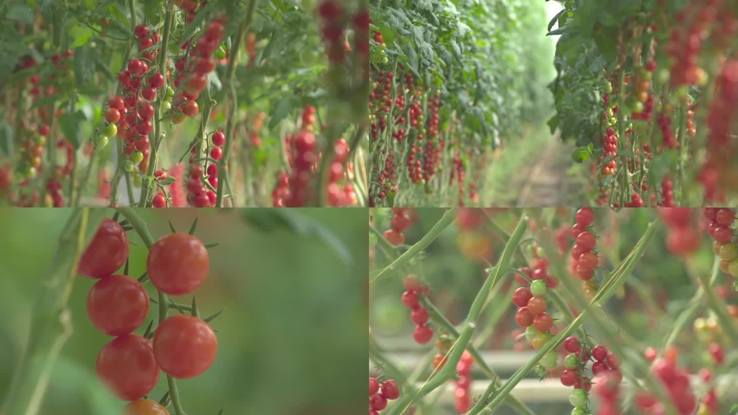 现代蔬菜农业大棚西红柿4K