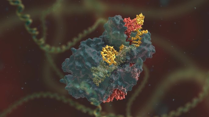 实验研究 基因编辑 DNA 基因工程