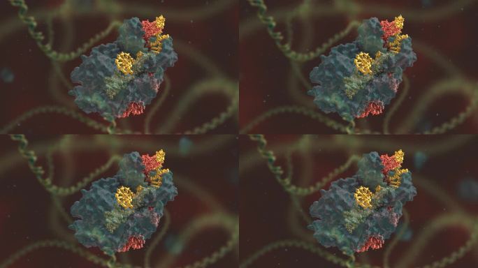 实验研究 基因编辑 DNA 基因工程