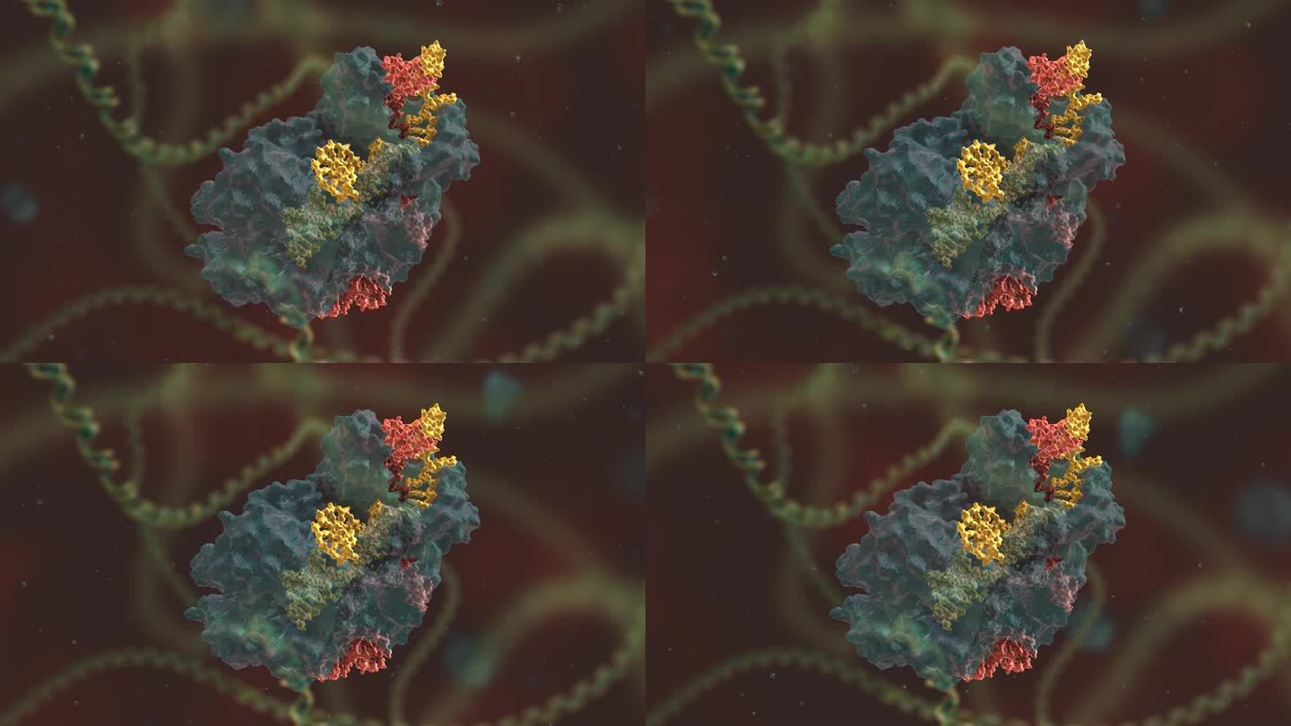 实验研究 基因编辑 DNA 基因工程