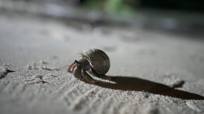 热带海滩夜间月光下行走的寄居蟹