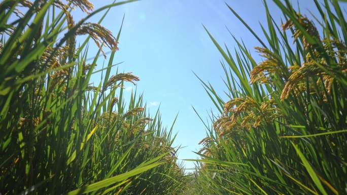 阳光下的稻田和蝴蝶