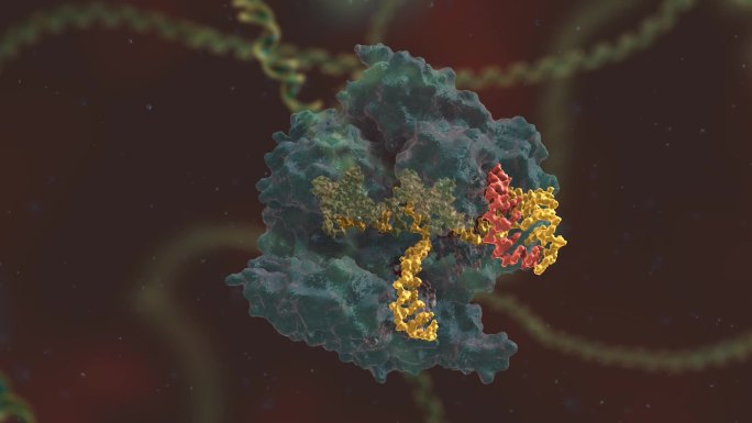 基因编辑 DNA 基因工程 生命科学动画