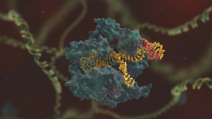 基因编辑 DNA 基因工程 生物工程