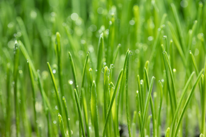 8k原创 种子发芽生长 植物生长延时