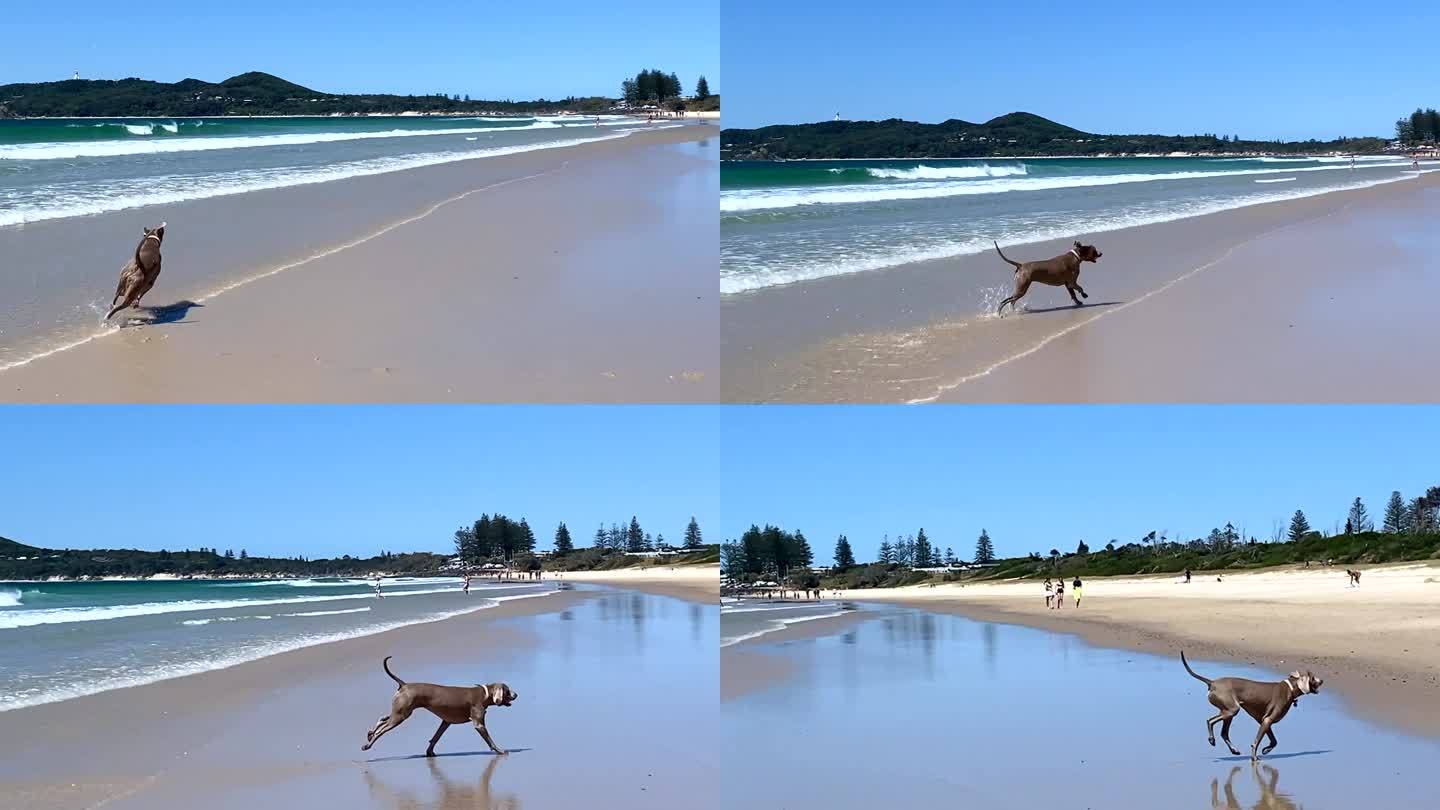 Weimaraner狗在沙滩上奔跑