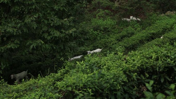 农村大山风景羊吃草