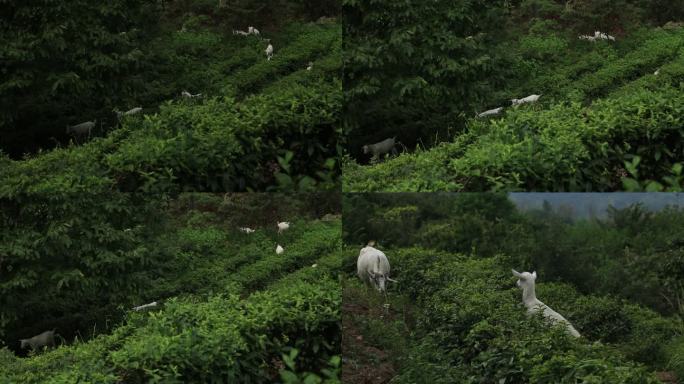 农村大山风景羊吃草
