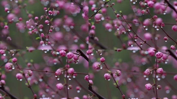 高清实拍雨中桃花花蕾