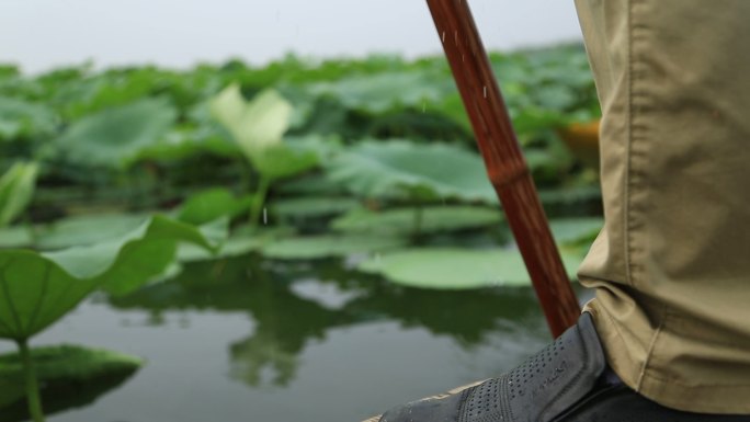 淮阳龙湖 荷花划船