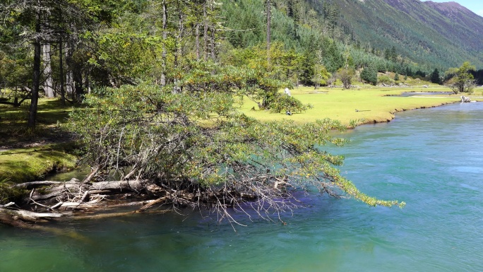 绿水青山 沙棘树 自然风光