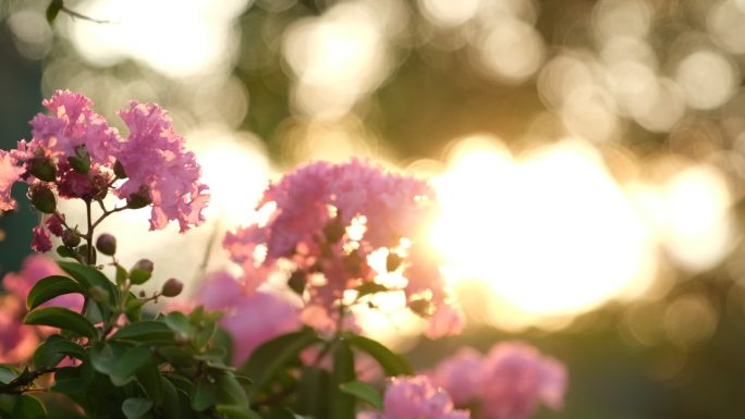 在明亮的阳光下，九重葛在花园灌木丛中开花。